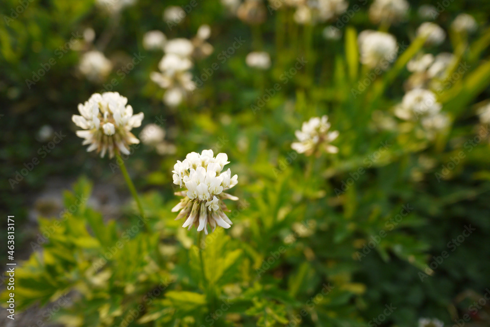 wild flower wild flower