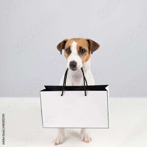 Jack russell terrier dog holding a paper bag on a white background. Shopping. © Михаил Решетников