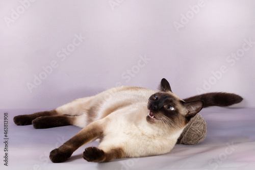 A Siamese cat is lying with a ball of ropes and has opened its mouth. A young cat with a dark muzzle and dark paws on a pastel lilac background