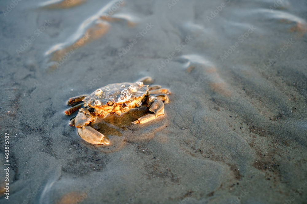 Crab in North Sea, Germany, Schleswig Holstein on ground of sea, by tide, ebb and flow.