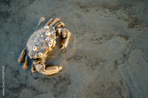Crab in North Sea  Germany  Schleswig Holstein on ground of sea  by tide  ebb and flow.
