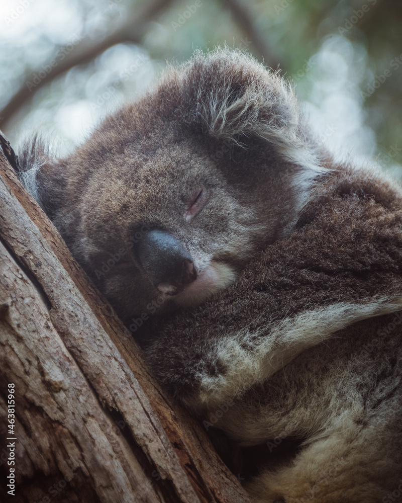 Obraz premium koala sleeping in a tree, Australia 