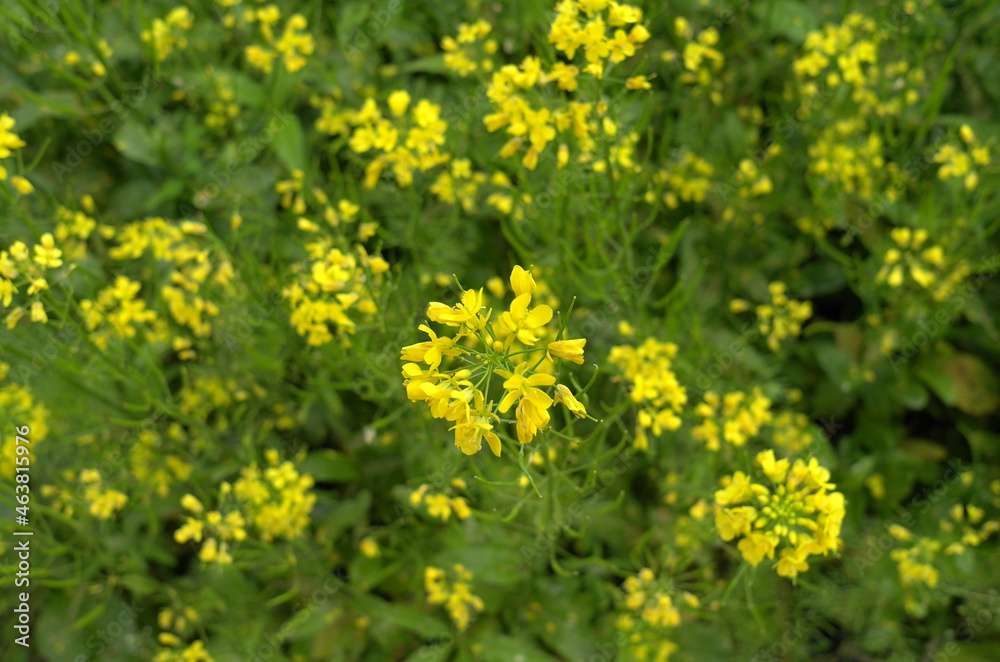 spring garden flowers