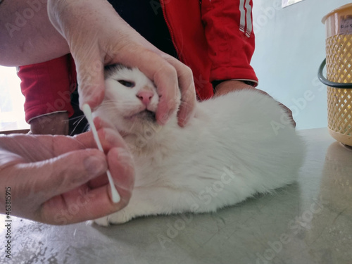 a cat being examined by a veterinarian in a veterinary clinic, tests for infection