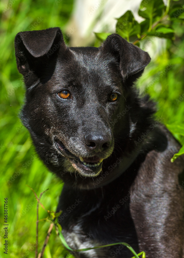 black dog mongrel on a leash in summer black dog mongrel on a leash in summer
