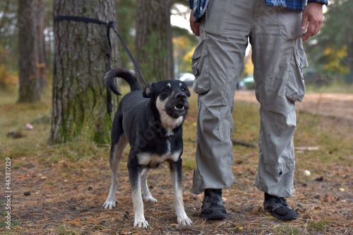 black and brown dog mongrel at animal shelter