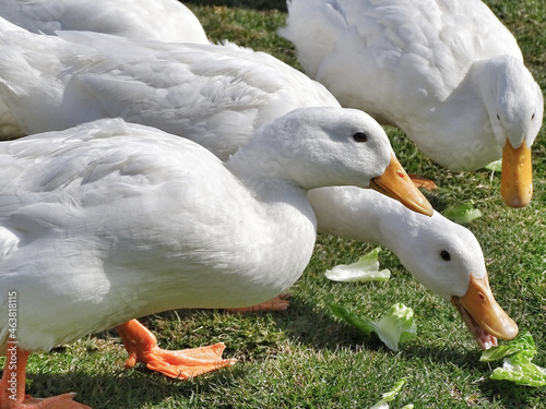 Canvas-taulu Closeup shot of ducks eating lettuce on a farm