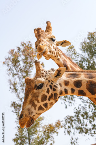 funny giraffe faces in captivity