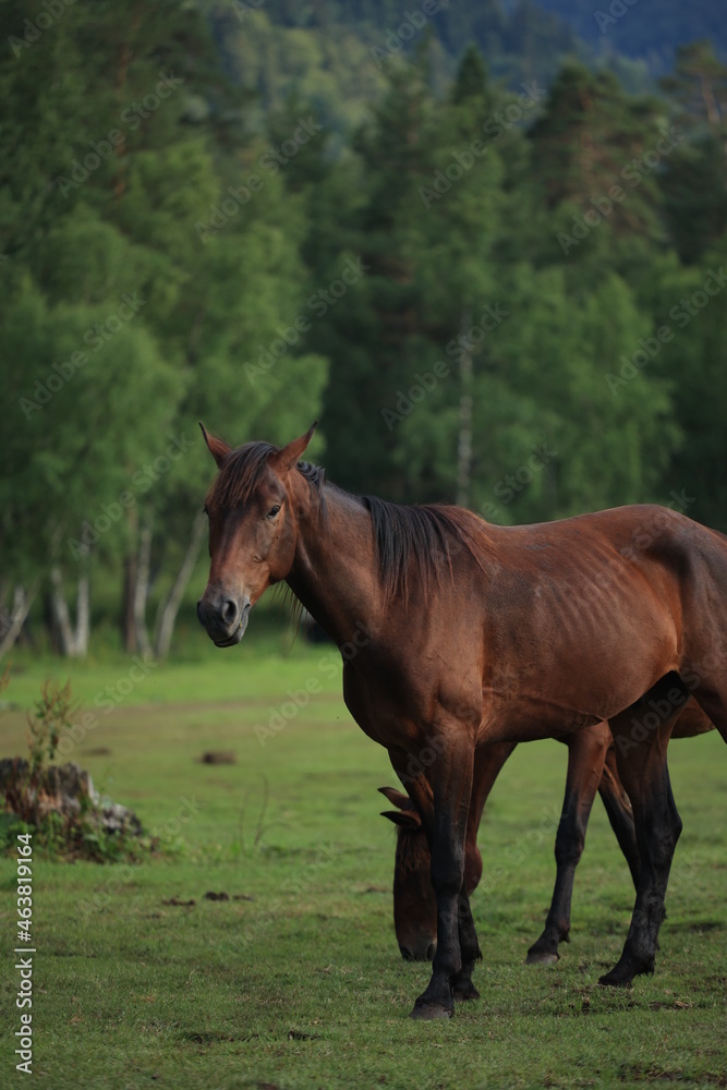 Noble beautiful horse in forest Noble beautiful horse in forest