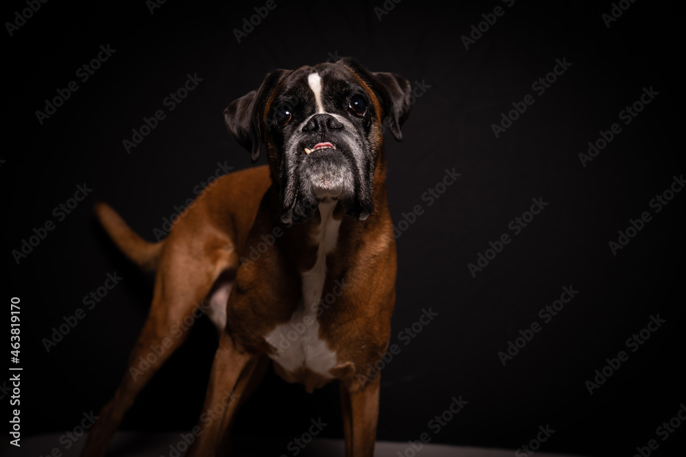 Boxer Hund