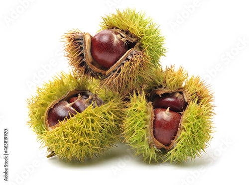 chestnut on a white background