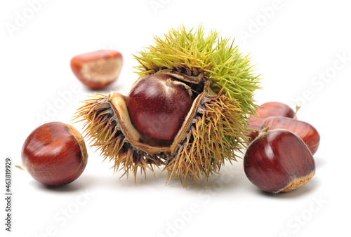 chestnut on a white background