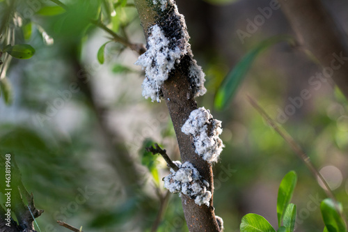 Close-up shot of a tree affected by Woolly aphid. photo