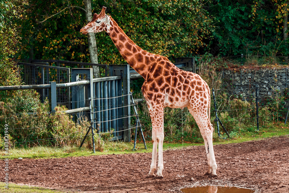 Amazing giraffe in a zoo enclosure made to look like natural habitat. Preserving animals for future in safe and comfortable environment. Amazing giraffe in a zoo enclosure made to look like natural habitat. Preserving animals for future in safe and comfortable environment.
