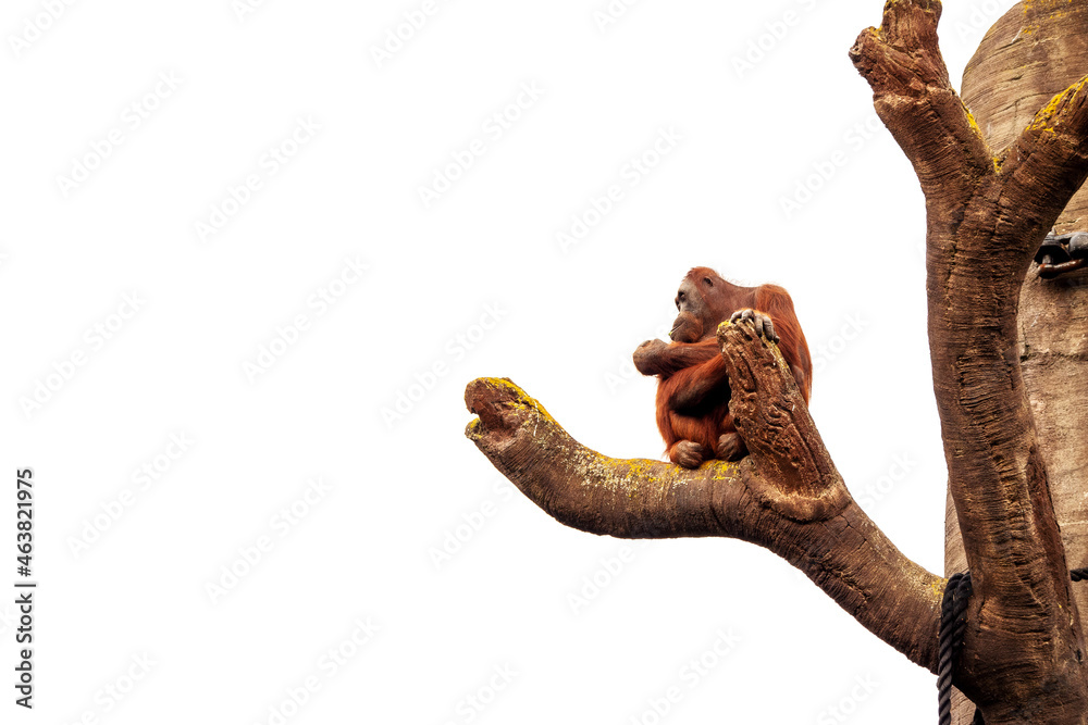 One brown relaxed chimpanzee sitting on a tall tree. Isolated white background. Funny and cute monkey. Copy space. One brown relaxed chimpanzee sitting on a tall tree. Isolated white background. Funny and cute monkey. Copy space.