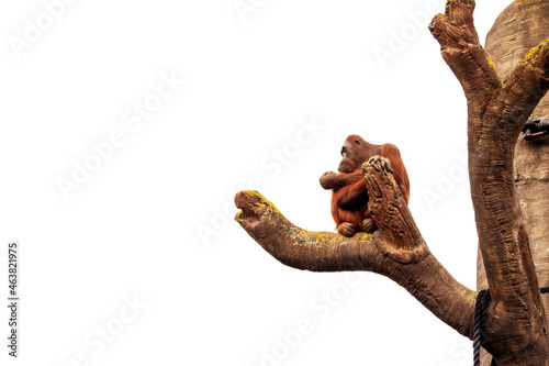 One brown relaxed chimpanzee sitting on a tall tree. Isolated white background. Funny and cute monkey. Copy space.