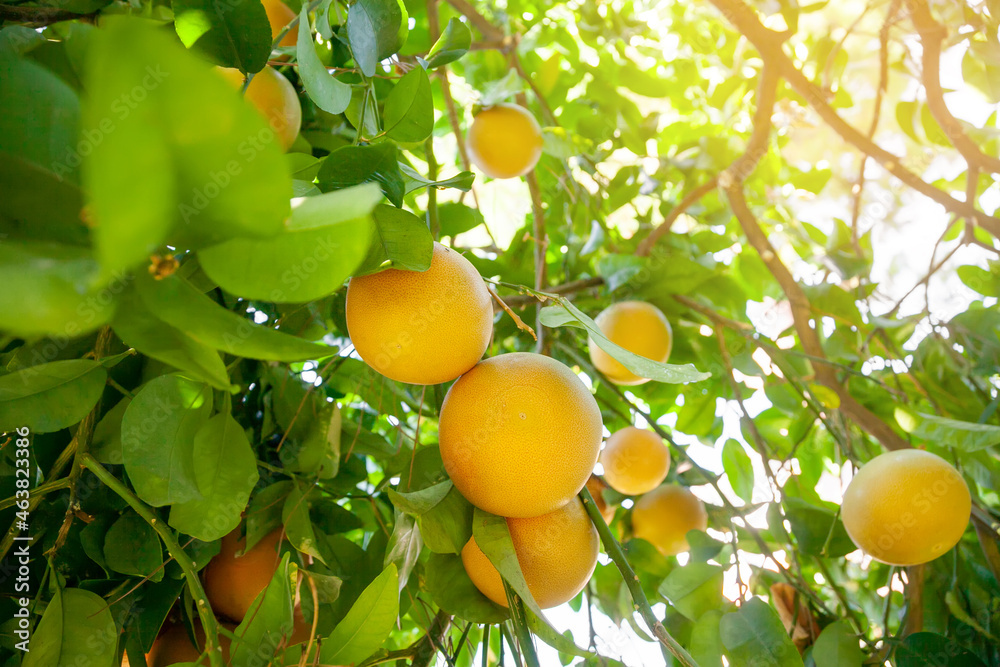 Yellow ripe grapefruit on a tree branch in the orchard Yellow ripe grapefruit on a tree branch in the orchard