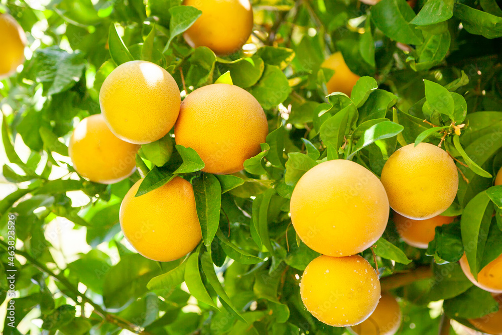 Yellow ripe grapefruit on a tree branch in the orchard