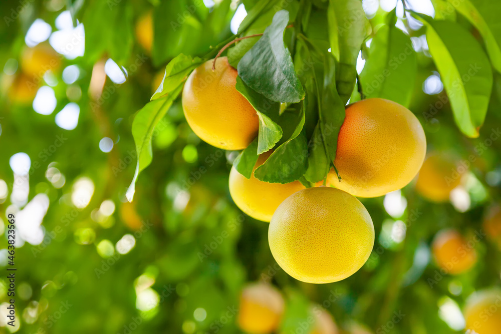 Yellow ripe grapefruit on a tree branch in the orchard