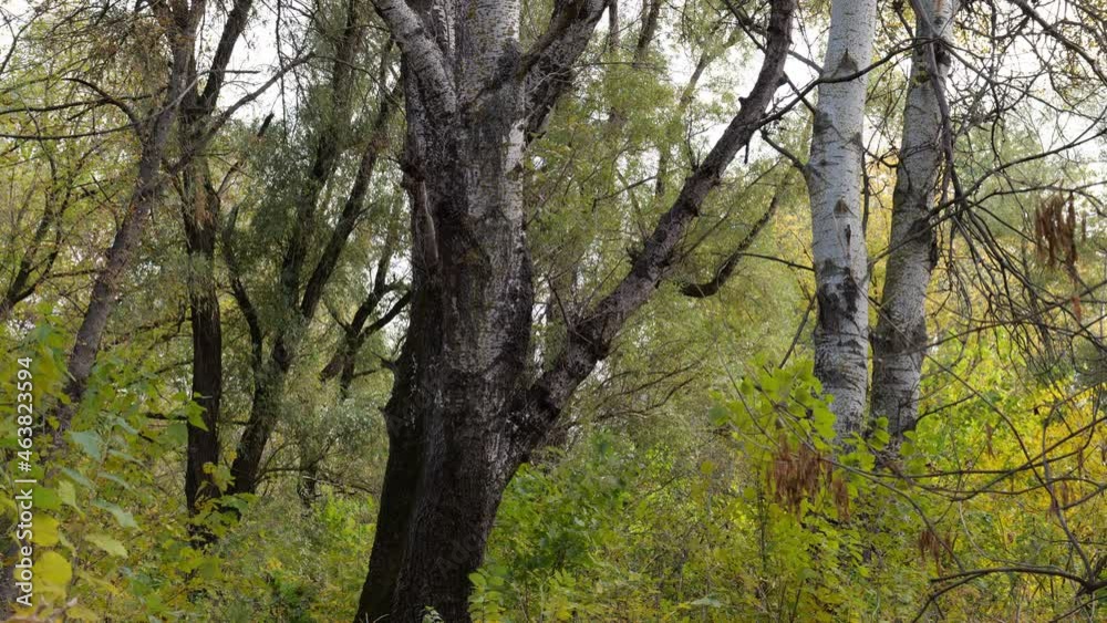 Autumn in a floodplain forest in the Dniester delta. Odessa region (Ukraine). Autumn in a floodplain forest in the Dniester delta. Odessa region (Ukraine).