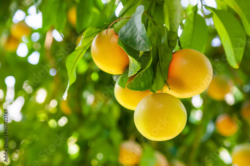 Obraz na płótnie Yellow ripe grapefruit on a tree branch in the orchard w salonie