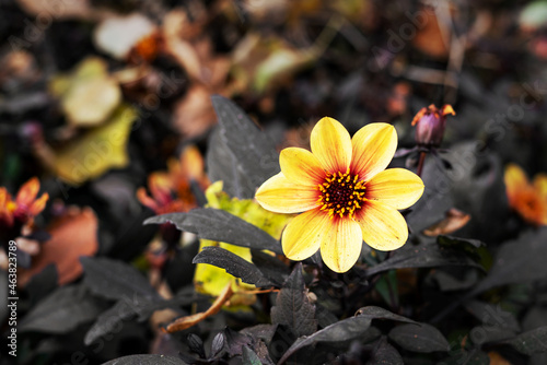 A beautiful Dahlia Moonfire flower on a flowerbed in close-up. The yellow-orange flower grows in the outdoor photo