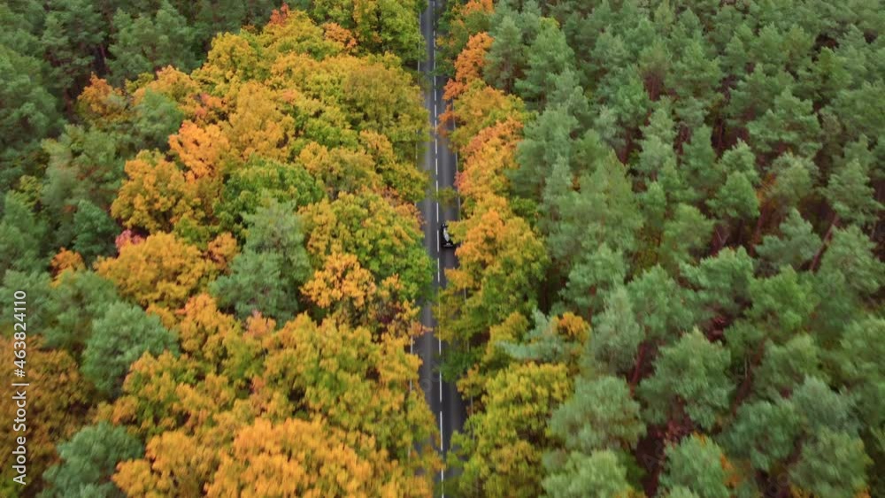 Aerial view of road through autumn forest. Drone view flying over the treetops. Country road with cars. Aerial view of road through autumn forest. Drone view flying over the treetops. Country road with cars.