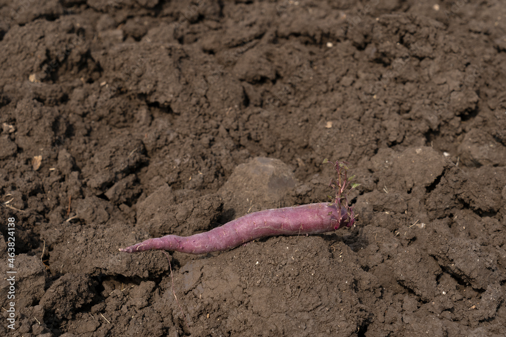 Purple sweet potato in a plowed field