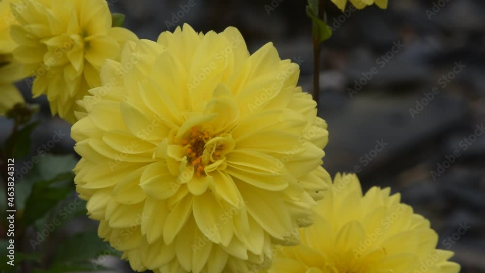 Dahlia à fleurs jaunes.