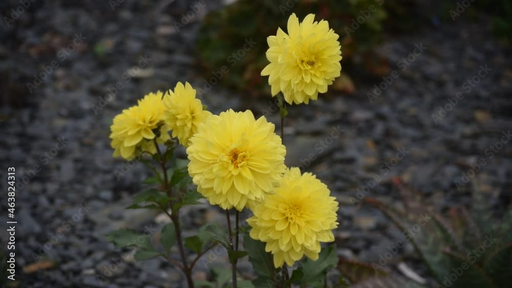 Dahlia à fleurs jaunes.