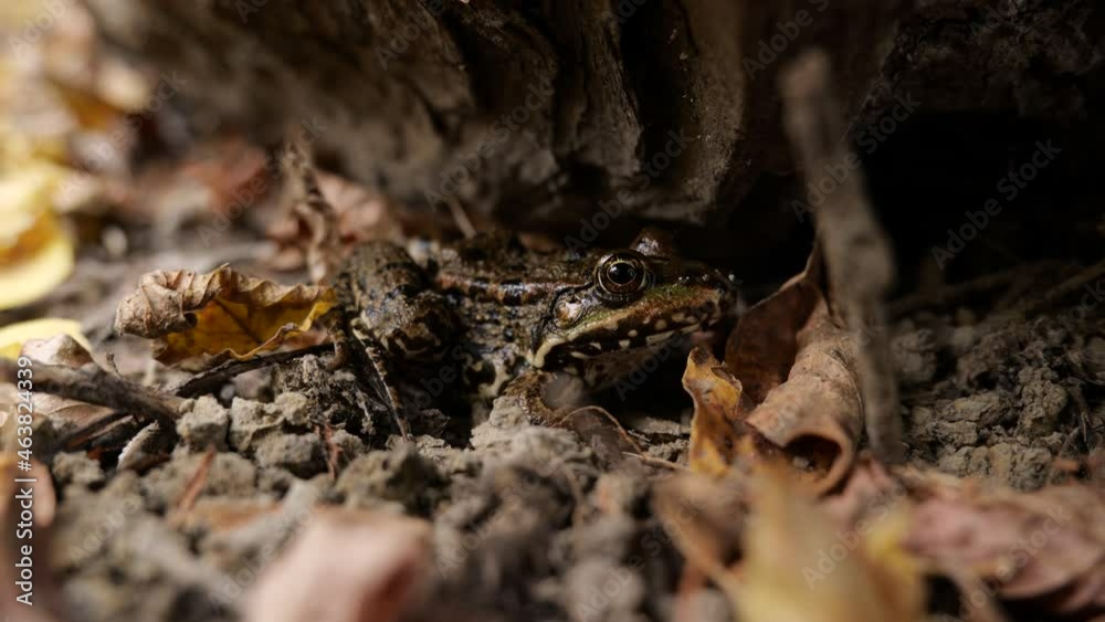 Autumn in a floodplain forest in the Dniester delta. Amphibians are looking for wintering places. Odessa region (Ukraine). Autumn in a floodplain forest in the Dniester delta. Amphibians are looking for wintering places. Odessa region (Ukraine).