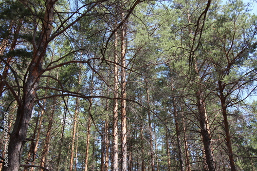 trees in the woods