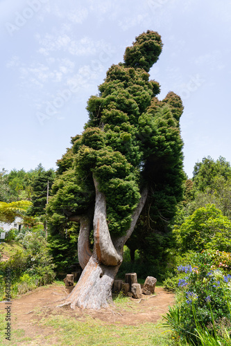 Levada da portela. photo