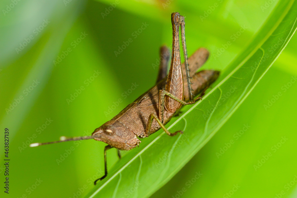 The small swamp grasshopper (Stethophyma grossum), an endangered species of insect unique to wet meadows and marshes