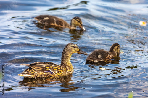Bird wild duck with ducklings on the water pond in the summer