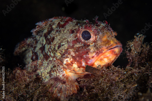 Close up detail of Scorpionfish in Mediterranean Sea © Mike Workman