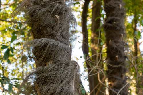 Close-up of the fibrous material of a Trachycarpus fortunei – commonly known as a Chinese Windmill Palm