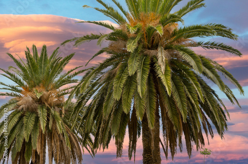 Close-up of two Canary Islands Date Palms against a moody purple and blue cloudy sunset.