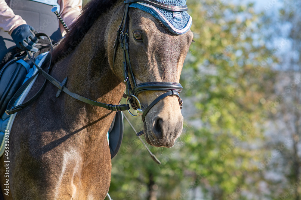 Obraz premium Reitpferd