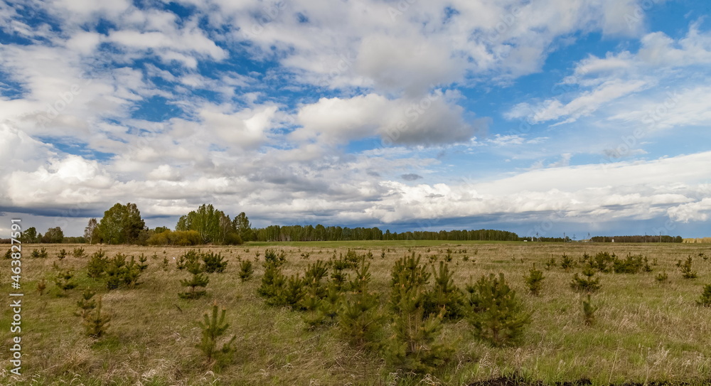 Field, grass and trees in summer against a blue sky with white clouds