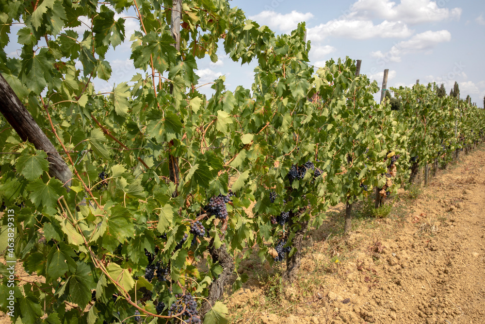 Montepulciano (SI), Italy - August 02, 2021: Grape vineyard near Montepulciano town, Tuscany, Italy