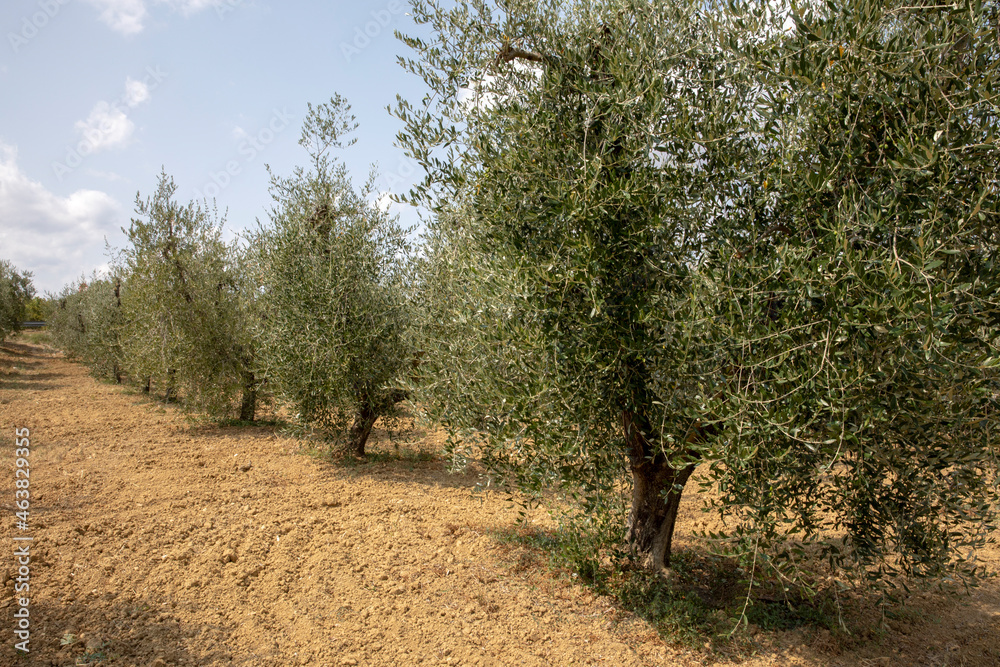 Fototapeta premium Asciano (SI), Italy - August 02, 2021: A olive tree in a typical scenary of Crete Senesi, Asciano, Siena, Tuscany, Italy