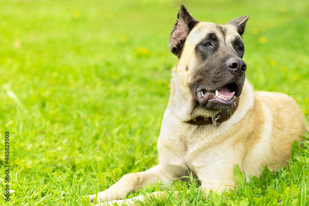 mastiff, cane corso fawn beige color on green grass in sunny day. security, protection of territory. pet adoption. training animal, command execution, agility, obedience. dog waiting owner. copy space