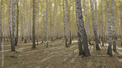 Wallpaper Mural birch forest in autumn Torontodigital.ca