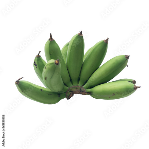 Group of Thai Golden Banana or Lady Finger or sugar banana, fig bananas, or date bananas. It is diploid cultivars of Musa acuminata, small, thin-skinned, and sweet. it not ripe for diet food.