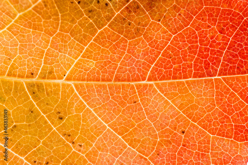 Paysage des nervures d'une feuille d'automne en plan rapproché, couleurs chaudes
