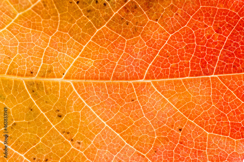 Paysage des nervures d'une feuille d'automne en plan rapproché, couleurs chaudes photo