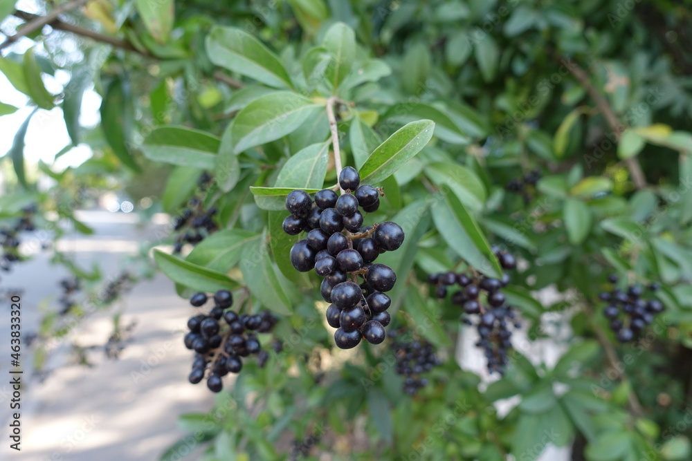 Close view of black berries of Ligustrum vulgare in September Close view of black berries of Ligustrum vulgare in September