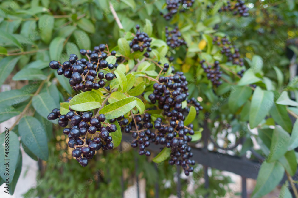 Numerous black berries of Ligustrum vulgare in September