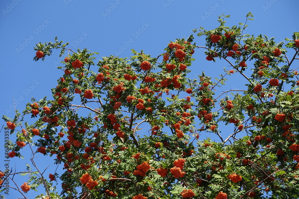 Azure blue sky and branches of European rowan with orange berries in September
